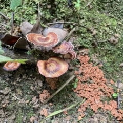 Unidentified Other non-black fungi  at Finch Hatton, QLD - 28 May 2022 by Hejor1