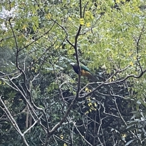 Ptilinopus magnificus at Broken River, QLD - 29 May 2022 04:37 PM