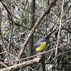 Eopsaltria australis (Eastern Yellow Robin) at Broken River, QLD - 29 May 2022 by Hejor1