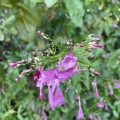 Strobilanthes hamiltoniana (Chinese Rain Bell) at Finch Hatton, QLD - 28 May 2022 by Hejor1