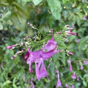 Strobilanthes hamiltoniana at Finch Hatton, QLD - 28 May 2022