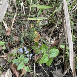 Ageratum houstonianum at Broken River, QLD - 29 May 2022 05:06 PM