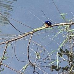 Ceyx azureus (Azure Kingfisher) at Broken River, QLD - 29 May 2022 by Hejor1