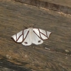 Thalaina clara (Clara's Satin Moth) at Boro - 13 Mar 2023 by Paul4K