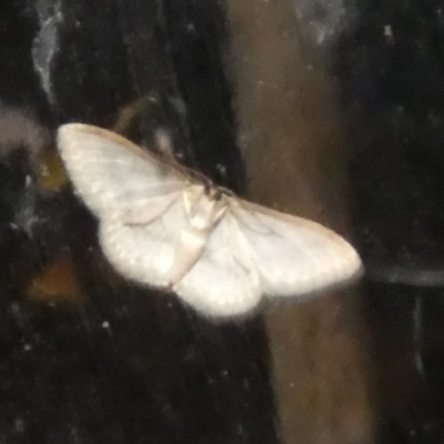 Scopula rubraria (Reddish Wave, Plantain Moth) at Borough, NSW - 13 Mar 2023 by Paul4K