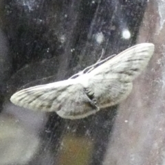 Scopula rubraria at Borough, NSW - suppressed