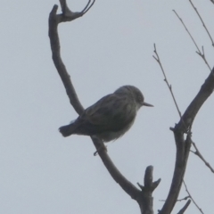 Daphoenositta chrysoptera (Varied Sittella) at Borough, NSW - 13 Mar 2023 by Paul4K