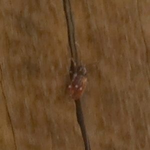 Ptinus sp. (genus) at Borough, NSW - 14 Mar 2023