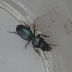 Carenum sp. (genus) (Predatory ground beetle) at Boro - 14 Mar 2023 by Paul4K
