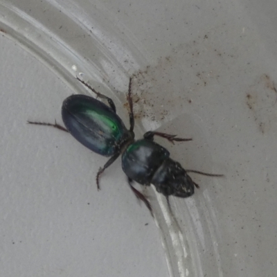 Carenum sp. (genus) (Predatory ground beetle) at QPRC LGA - 14 Mar 2023 by Paul4K