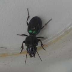 Carenum sp. (genus) at Borough, NSW - suppressed