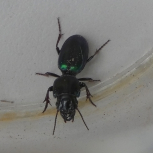 Carenum sp. (genus) at Borough, NSW - suppressed