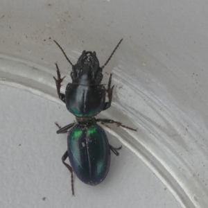 Carenum sp. (genus) at Borough, NSW - suppressed