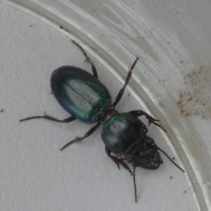 Carenum sp. (genus) at Borough, NSW - suppressed