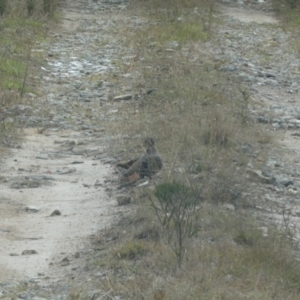 Phaps chalcoptera at Borough, NSW - suppressed