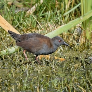 Zapornia tabuensis at Fyshwick, ACT - 14 Mar 2023