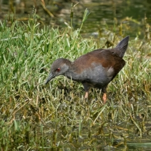 Zapornia tabuensis at Fyshwick, ACT - 14 Mar 2023