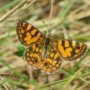 Oreixenica lathoniella at Paddys River, ACT - 14 Mar 2023