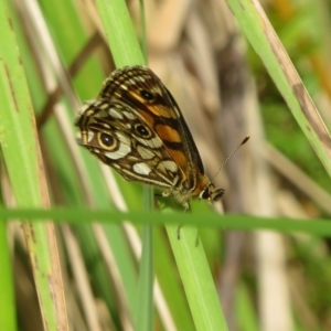 Oreixenica lathoniella at Paddys River, ACT - 14 Mar 2023