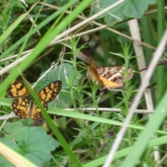 Oreixenica lathoniella at Paddys River, ACT - 14 Mar 2023