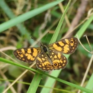 Oreixenica lathoniella at Paddys River, ACT - 14 Mar 2023