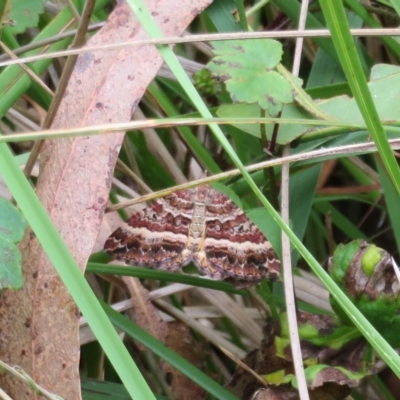 Chrysolarentia vicissata (Vicissata Carpet) at Paddys River, ACT - 14 Mar 2023 by Christine