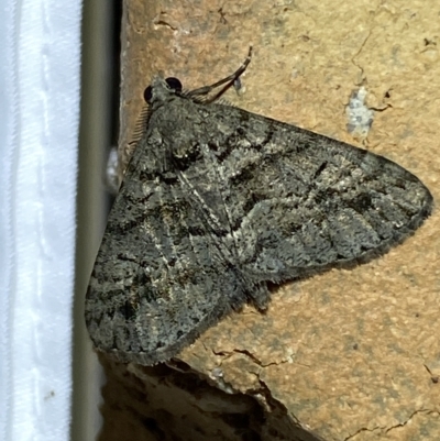 Lipogya eutheta (Grey Bark Moth) at Jerrabomberra, NSW - 14 Mar 2023 by SteveBorkowskis