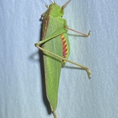 Caedicia simplex (Common Garden Katydid) at QPRC LGA - 14 Mar 2023 by Steve_Bok