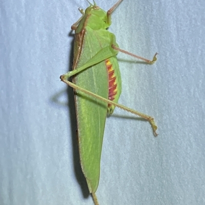 Caedicia simplex (Common Garden Katydid) at QPRC LGA - 14 Mar 2023 by Steve_Bok