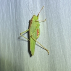 Caedicia simplex at Jerrabomberra, NSW - 14 Mar 2023