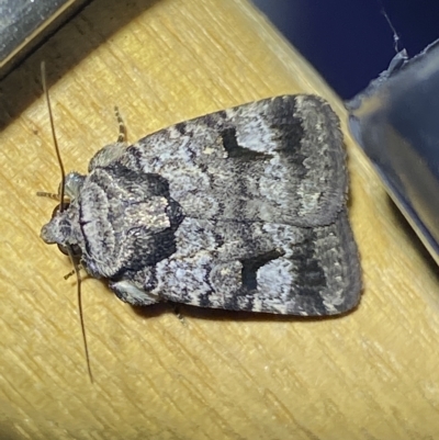 Thoracolopha verecunda (A Noctuid moth (Acronictinae)) at Jerrabomberra, NSW - 13 Mar 2023 by Steve_Bok