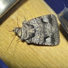 Thoracolopha verecunda at Jerrabomberra, NSW - 13 Mar 2023