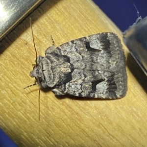 Thoracolopha verecunda at Jerrabomberra, NSW - 13 Mar 2023