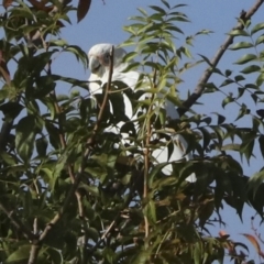 Cacatua sanguinea (Little Corella) at Higgins, ACT - 14 Mar 2023 by AlisonMilton