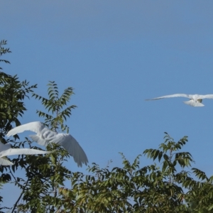 Cacatua sanguinea at Higgins, ACT - 14 Mar 2023