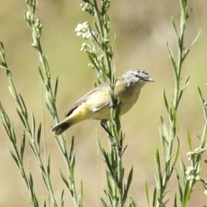 Acanthiza chrysorrhoa at Coree, ACT - 7 Mar 2023