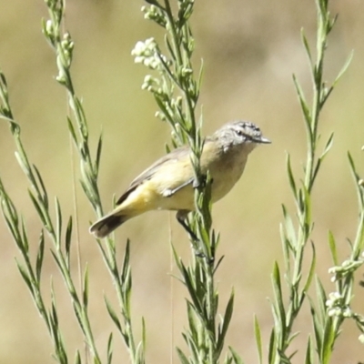 Acanthiza chrysorrhoa (Yellow-rumped Thornbill) at Coree, ACT - 7 Mar 2023 by AlisonMilton