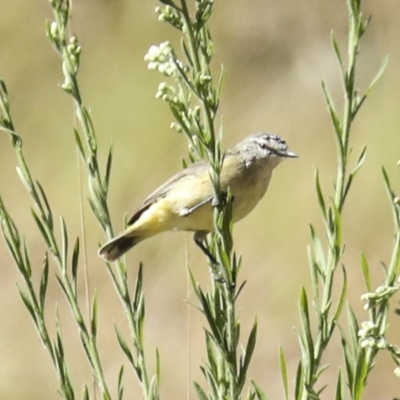 Acanthiza chrysorrhoa (Yellow-rumped Thornbill) at Coree, ACT - 6 Mar 2023 by AlisonMilton
