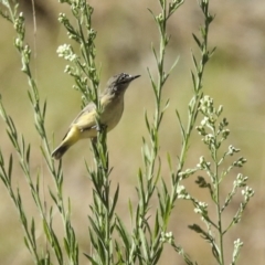 Acanthiza chrysorrhoa at Coree, ACT - 7 Mar 2023