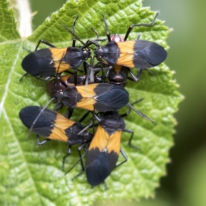 Oncopeltus (Oncopeltus) sordidus at Acton, ACT - 13 Mar 2023