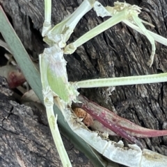 Mantidae (family) adult or nymph at Casey, ACT - 11 Feb 2023 10:18 AM