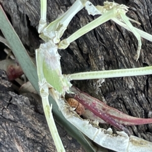 Mantidae (family) adult or nymph at Casey, ACT - 11 Feb 2023