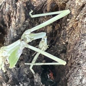 Mantidae (family) adult or nymph at Casey, ACT - 11 Feb 2023