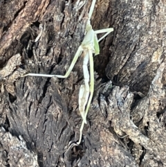 Mantidae (family) adult or nymph at Casey, ACT - 11 Feb 2023