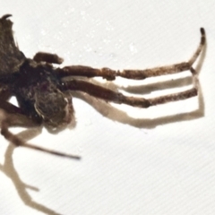 Araneae (order) at QPRC LGA - 4 Feb 2023 by Hejor1
