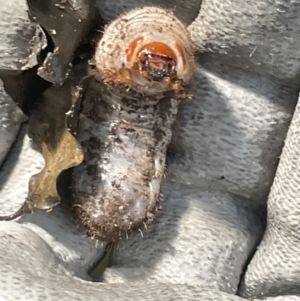 Scarabaeidae (family) at Braddon, ACT - 14 Feb 2023 04:29 PM