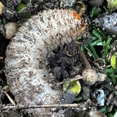 Scarabaeidae (family) at Braddon, ACT - 14 Feb 2023