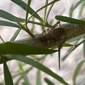 Bobilla sp. (genus) at Acton, ACT - 19 Feb 2023