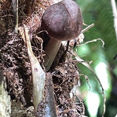 zz agaric (stem; gill colour unknown) at Acton, ACT - 19 Feb 2023 by Hejor1