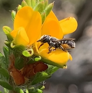 Megachile sp. (several subgenera) at Royal National Park, NSW - 12 Mar 2023